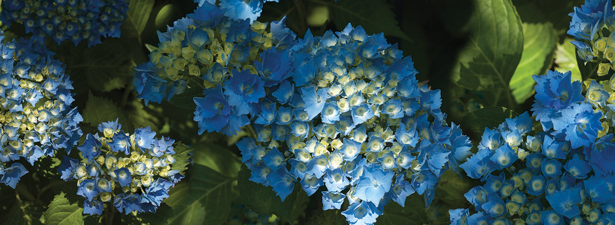 Blue Bliss Hydrangea