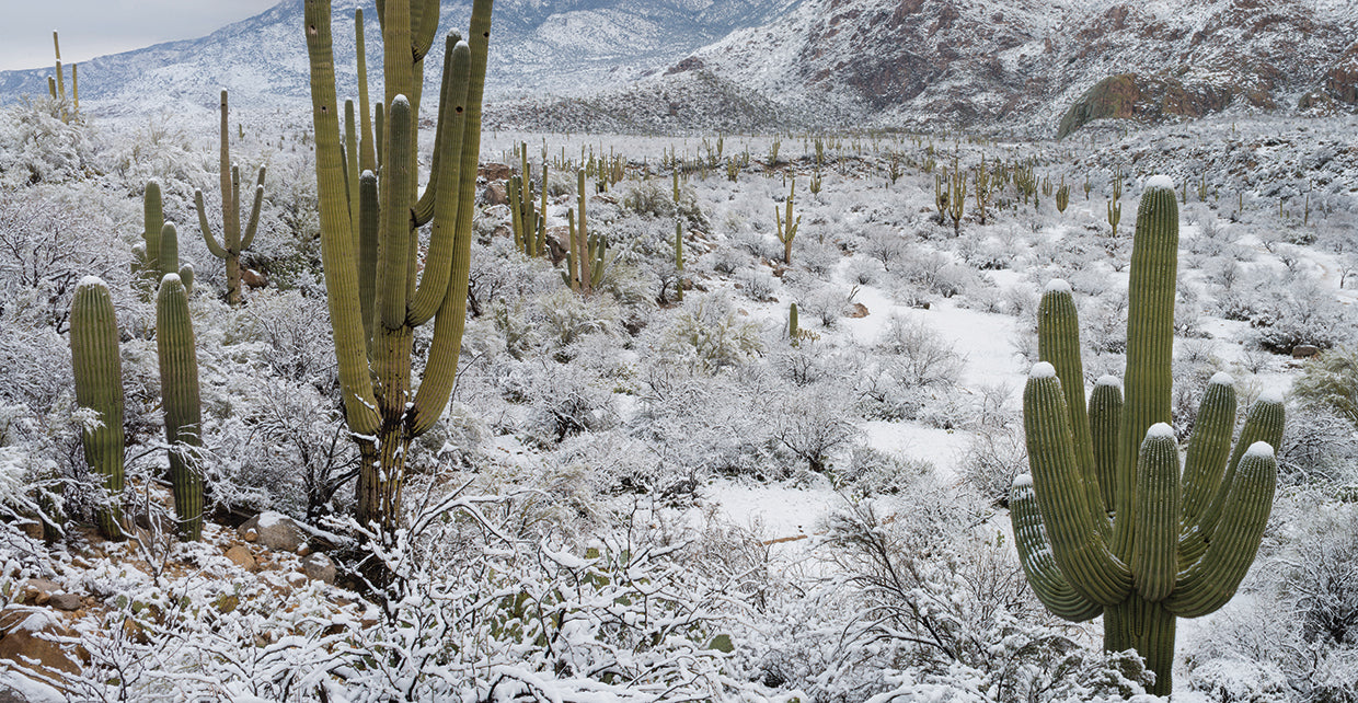 Cactus del desierto helado Lienzo