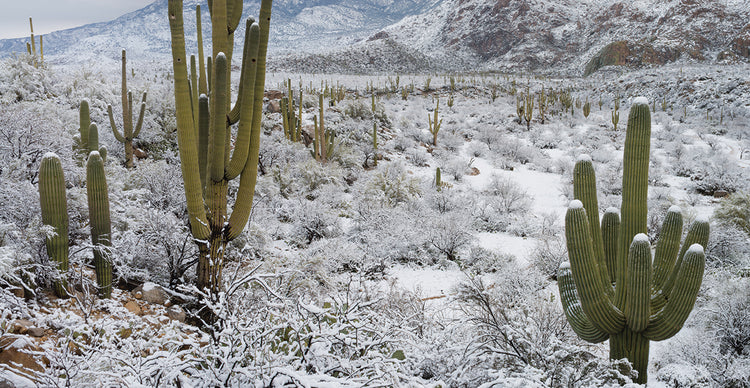 Cactus del desierto helado Lienzo