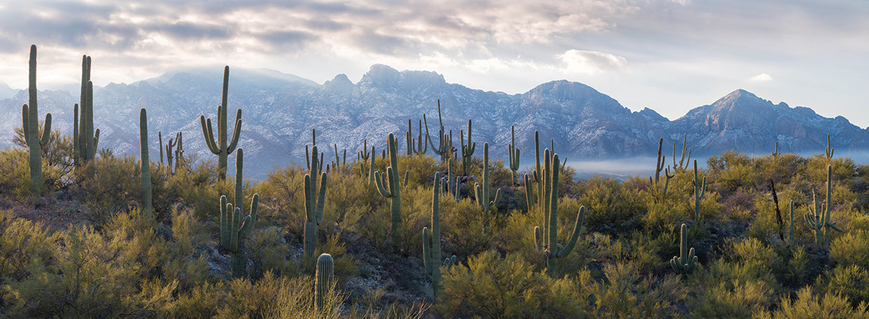 Mountain Range Cactus