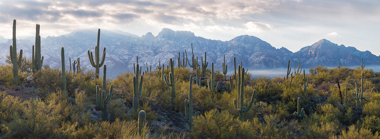 Cactus de la cordillera Lienzo