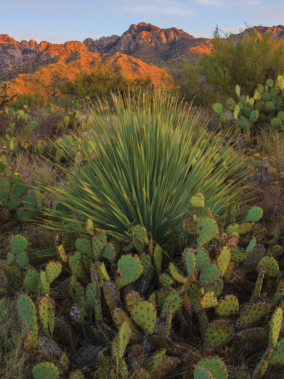 Prickly Pear Sunset