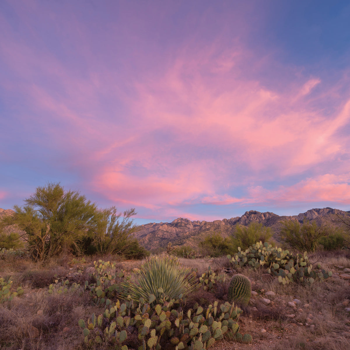Sonoron Sunset AZ