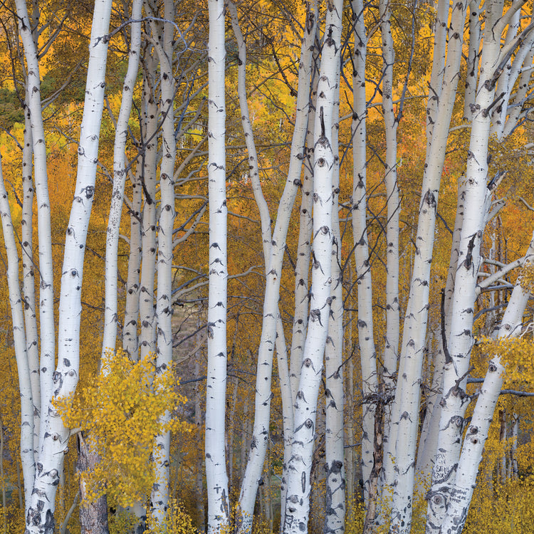 Boulder Mountain Aspens