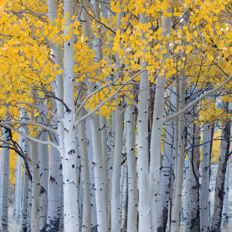 Utah Forest Aspens