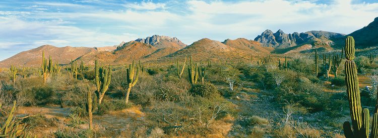 Sendero Cactus Baja Lienzo