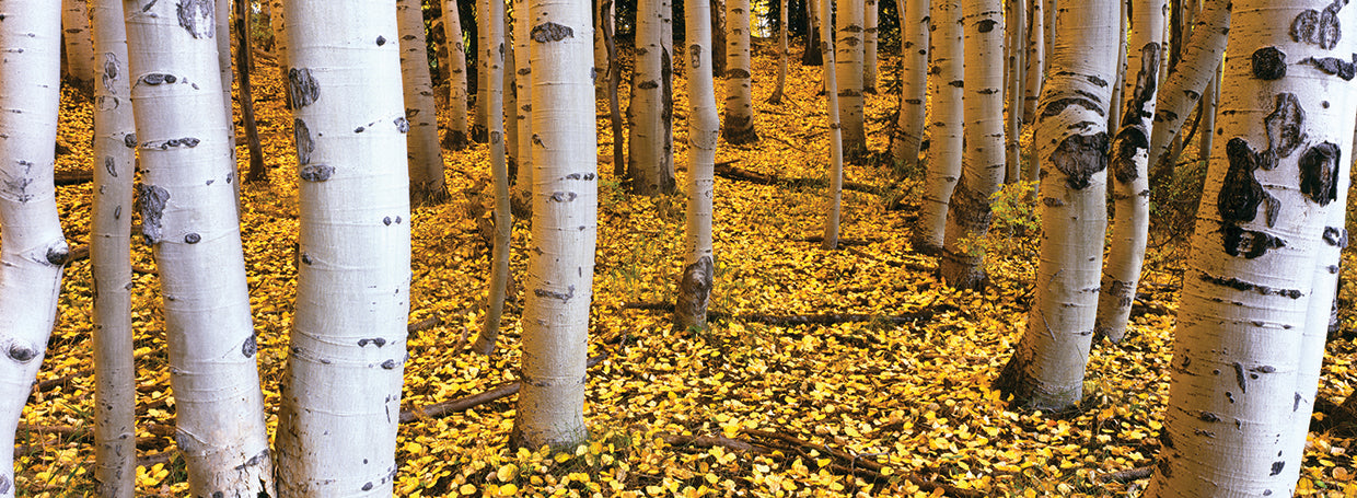 San Juan Aspen Grove