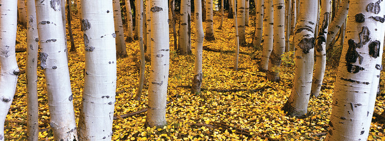 San Juan Aspen Grove