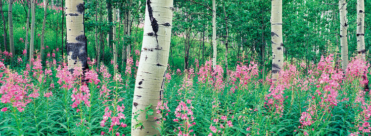 Flores silvestres de Aspen Lienzo