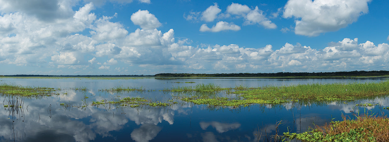 Reflexiones de florida Lienzo