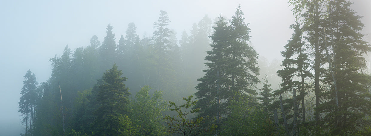 Bosque brumoso de ontario Lienzo