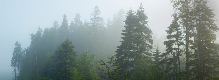 Bosque brumoso de ontario Lienzo
