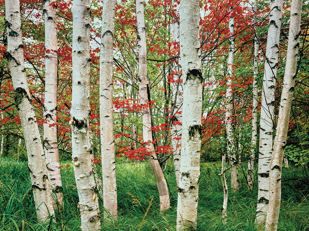 Autumn Maine Birches