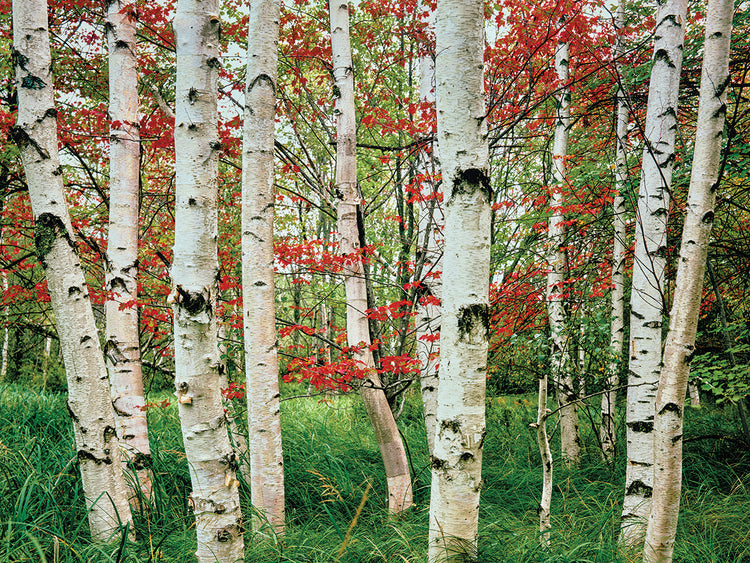 Autumn Maine Birches