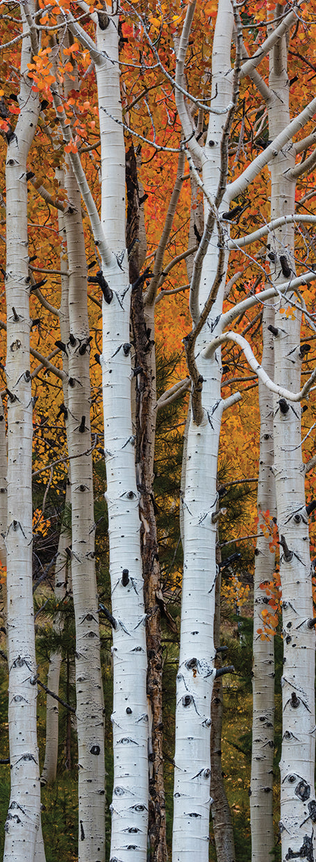 Quaking Gold Aspens