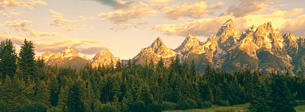 Teton Mountain Evergreens