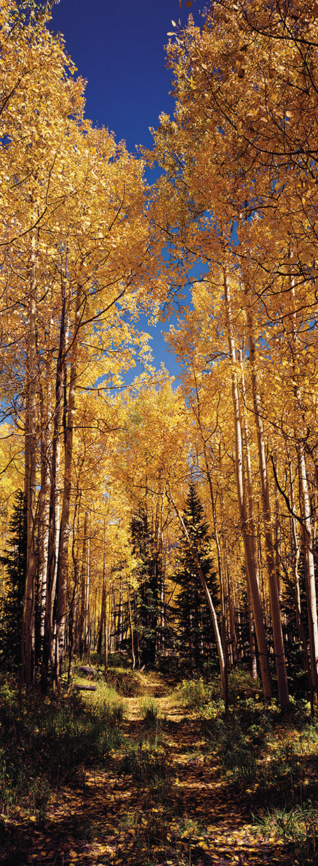 Aspen Forest Trails