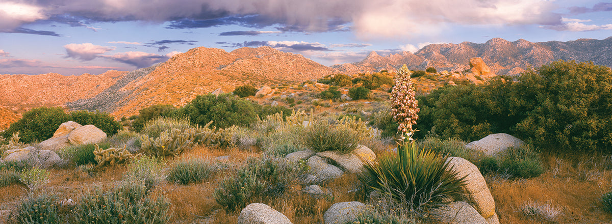 Desert Yucca Blooms