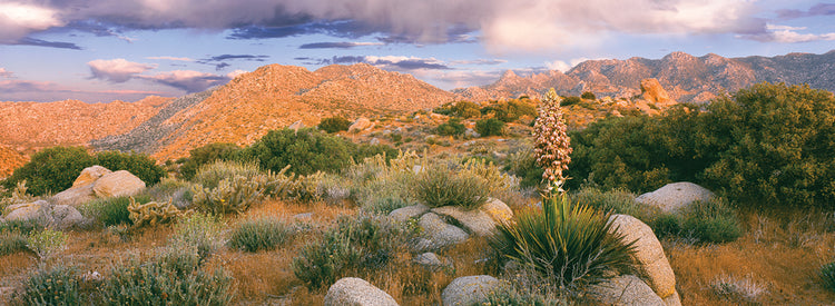 Flores de yuca del desierto Lienzo