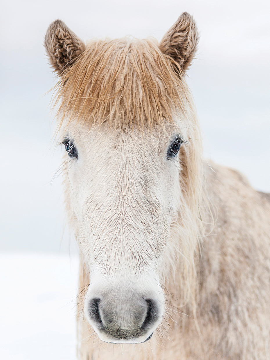Big Bangs Iceland Horse