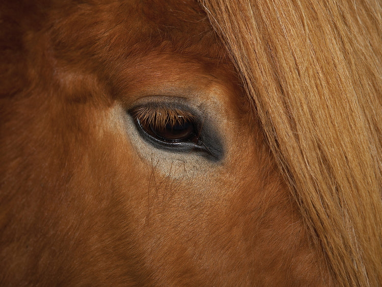 Sweet Eyes Iceland Horse