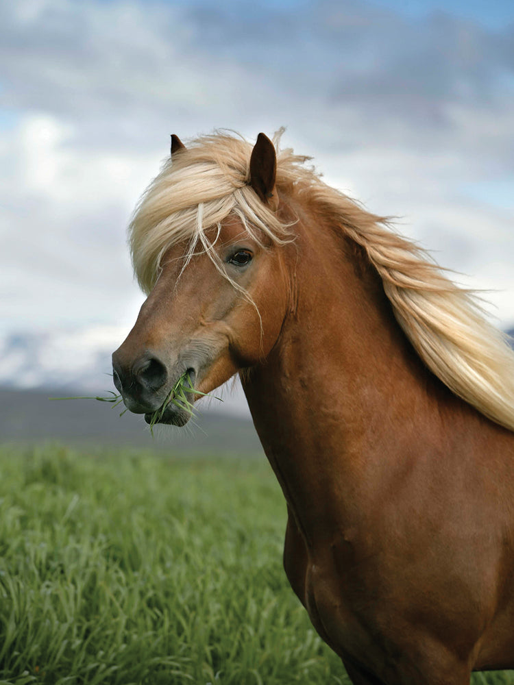 Flowing Mane Iceland Horse