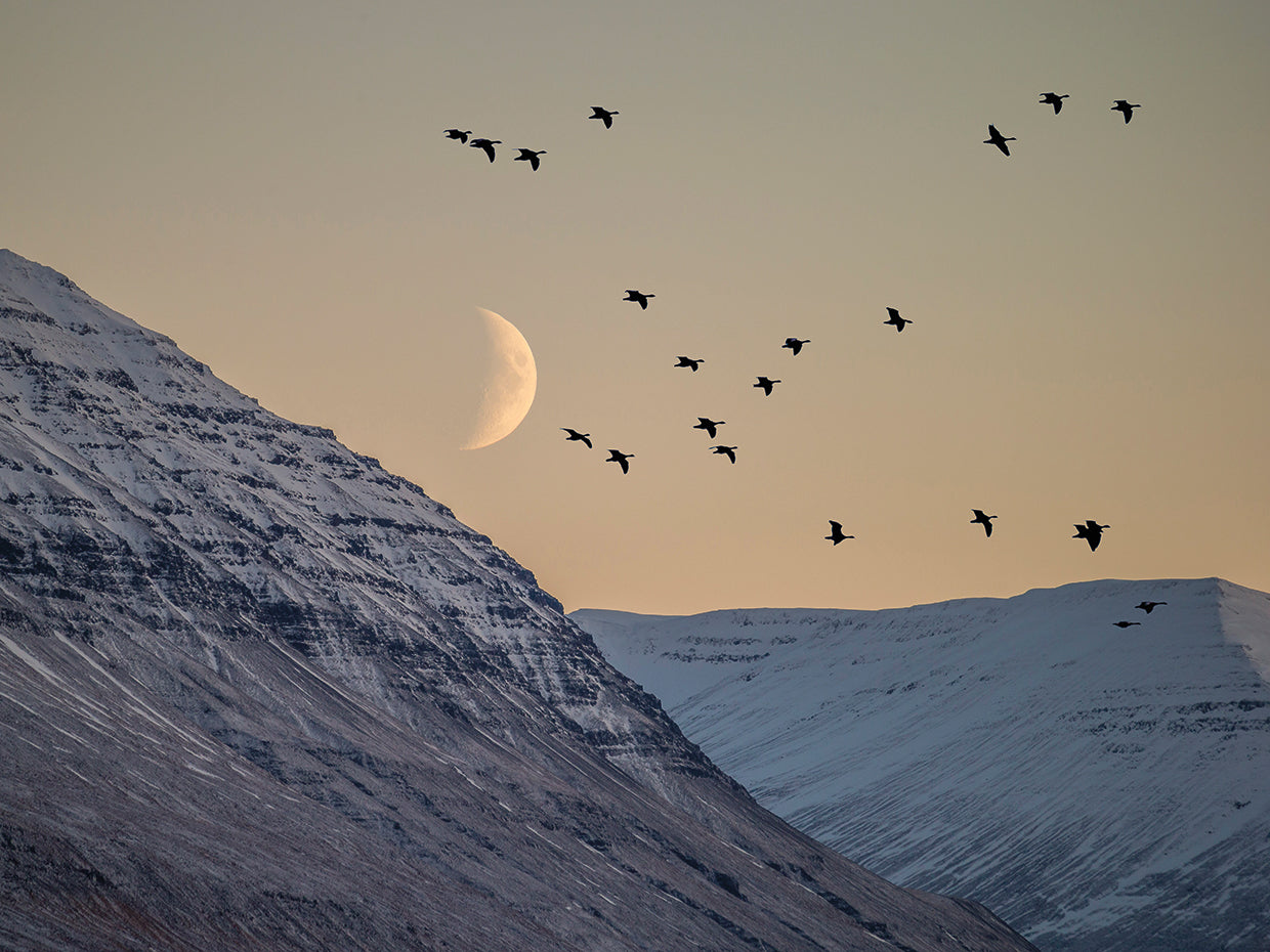 Bandada iluminada por la luna Islandia Lienzo