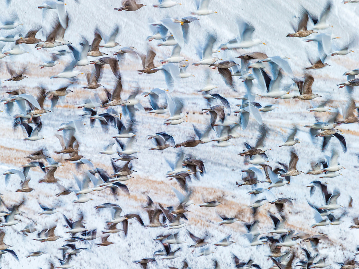 Winter Flock of Seagulls