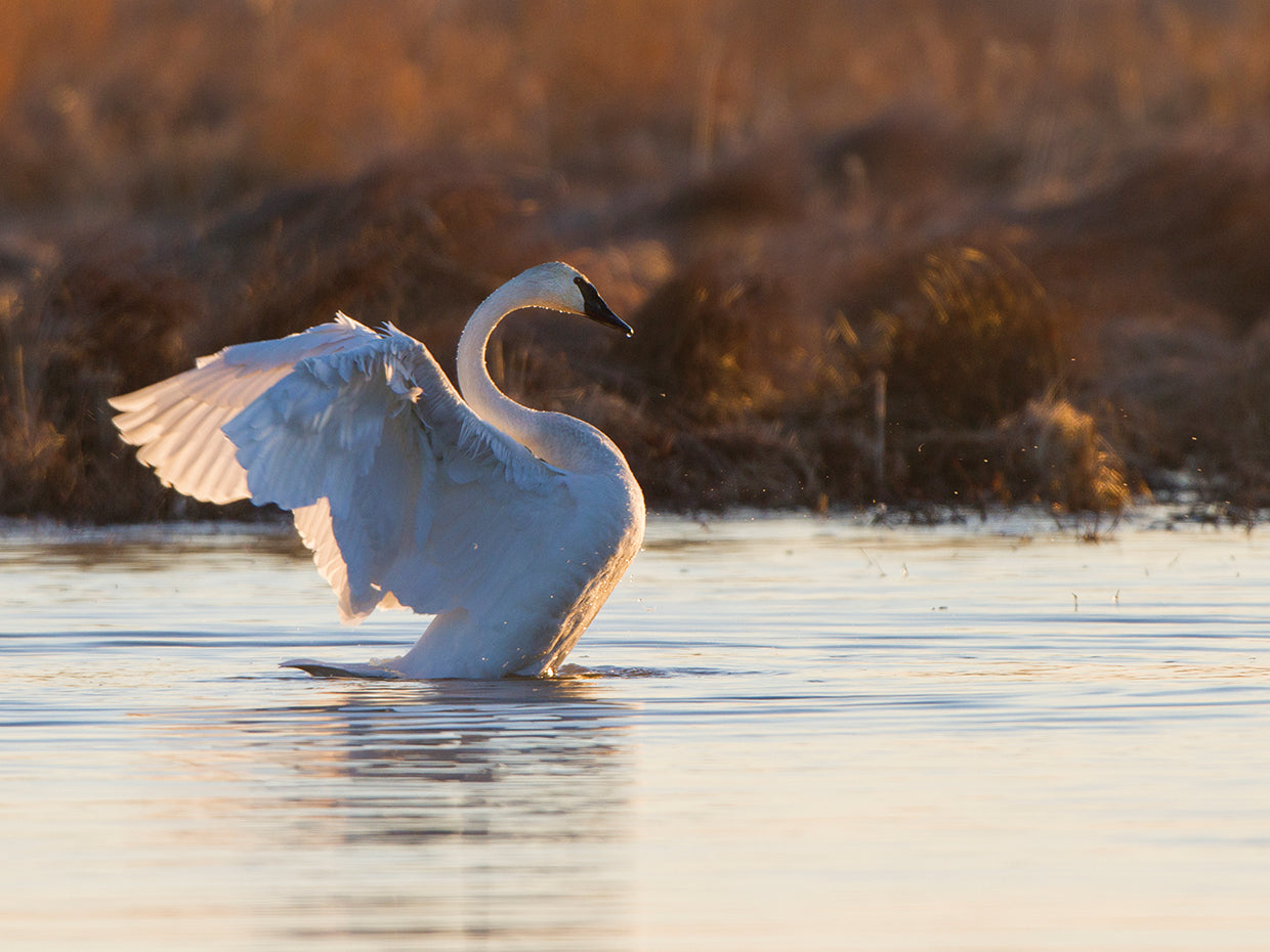 Cisne plateado batiendo Lienzo