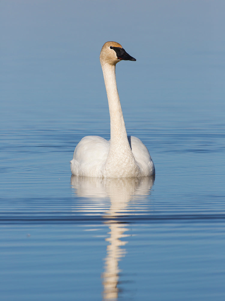 Cisne maravilloso de los humedales Lienzo