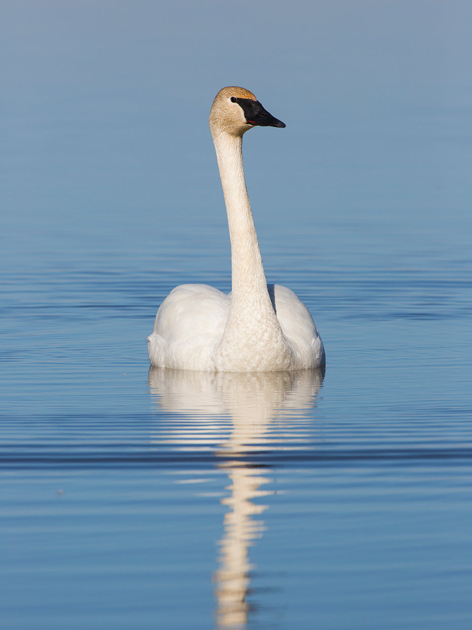 Cisne maravilloso de los humedales Lienzo