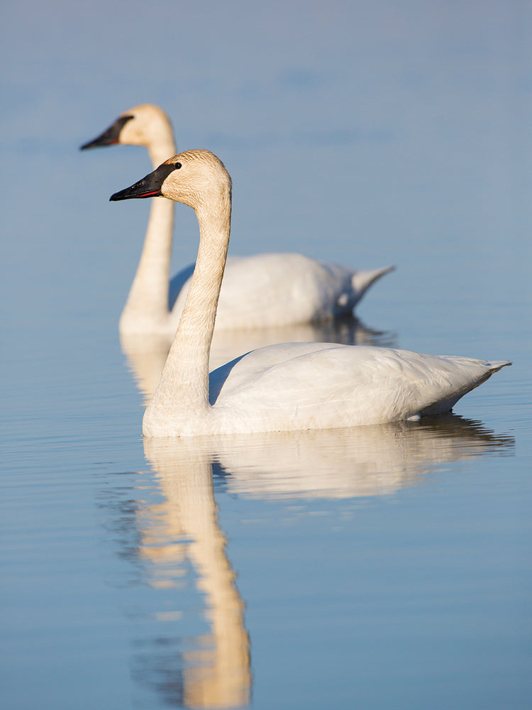 Pareja de cisnes amorosos Lienzo