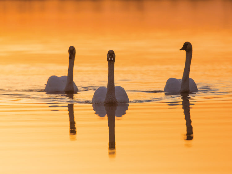 Atardecer trío cisne Lienzo