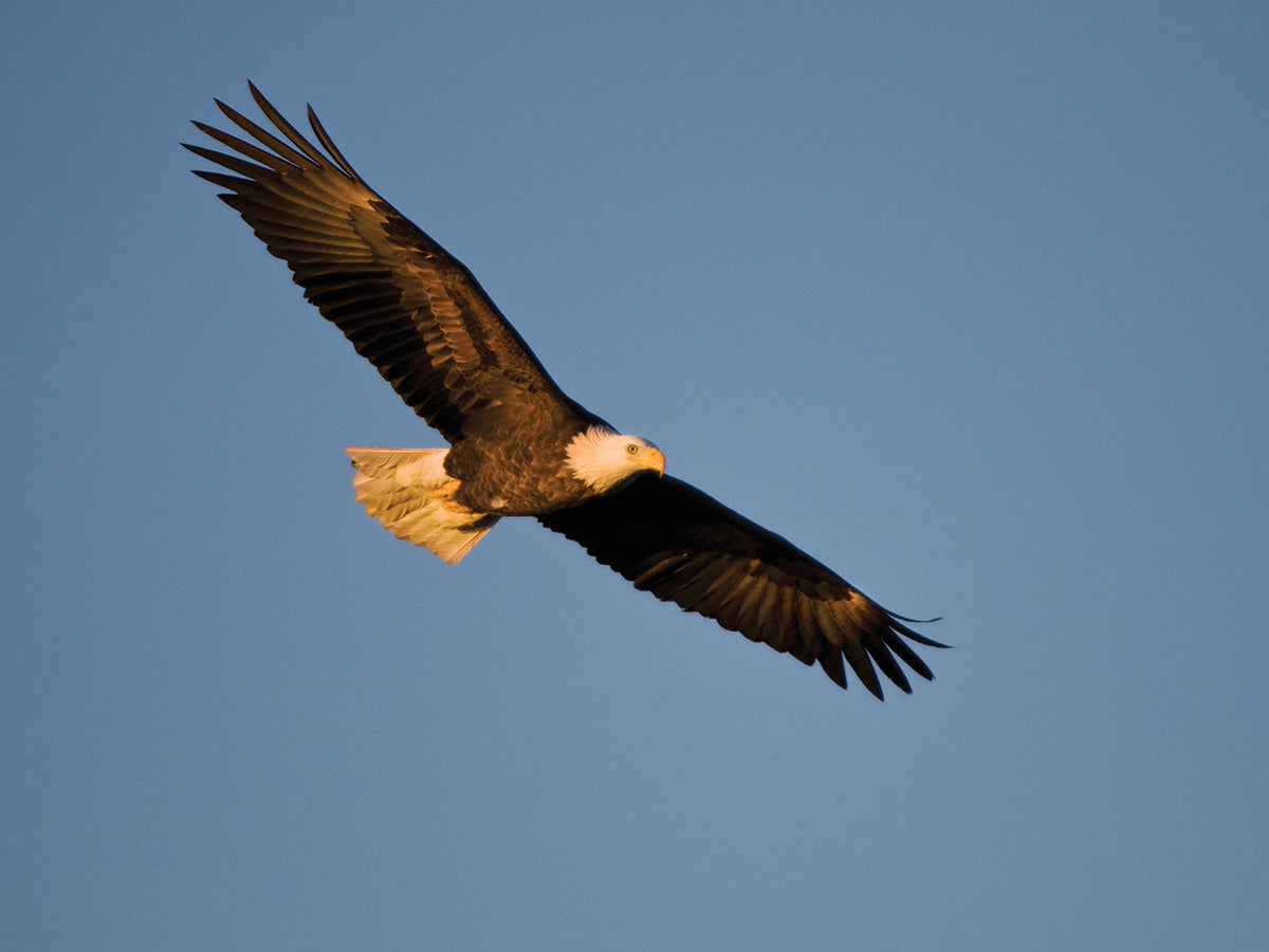 Soaring High Bald Eagle