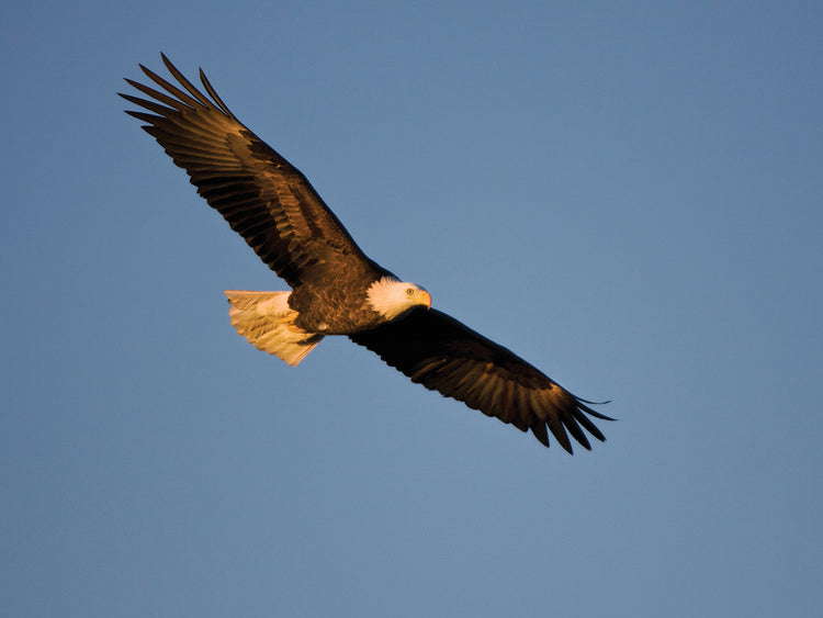 Águila calva alta altísima Lienzo