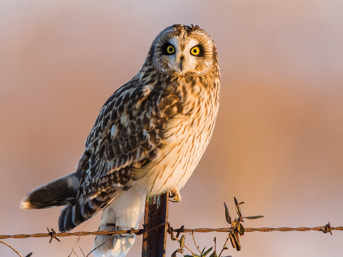 Fence Post Owl