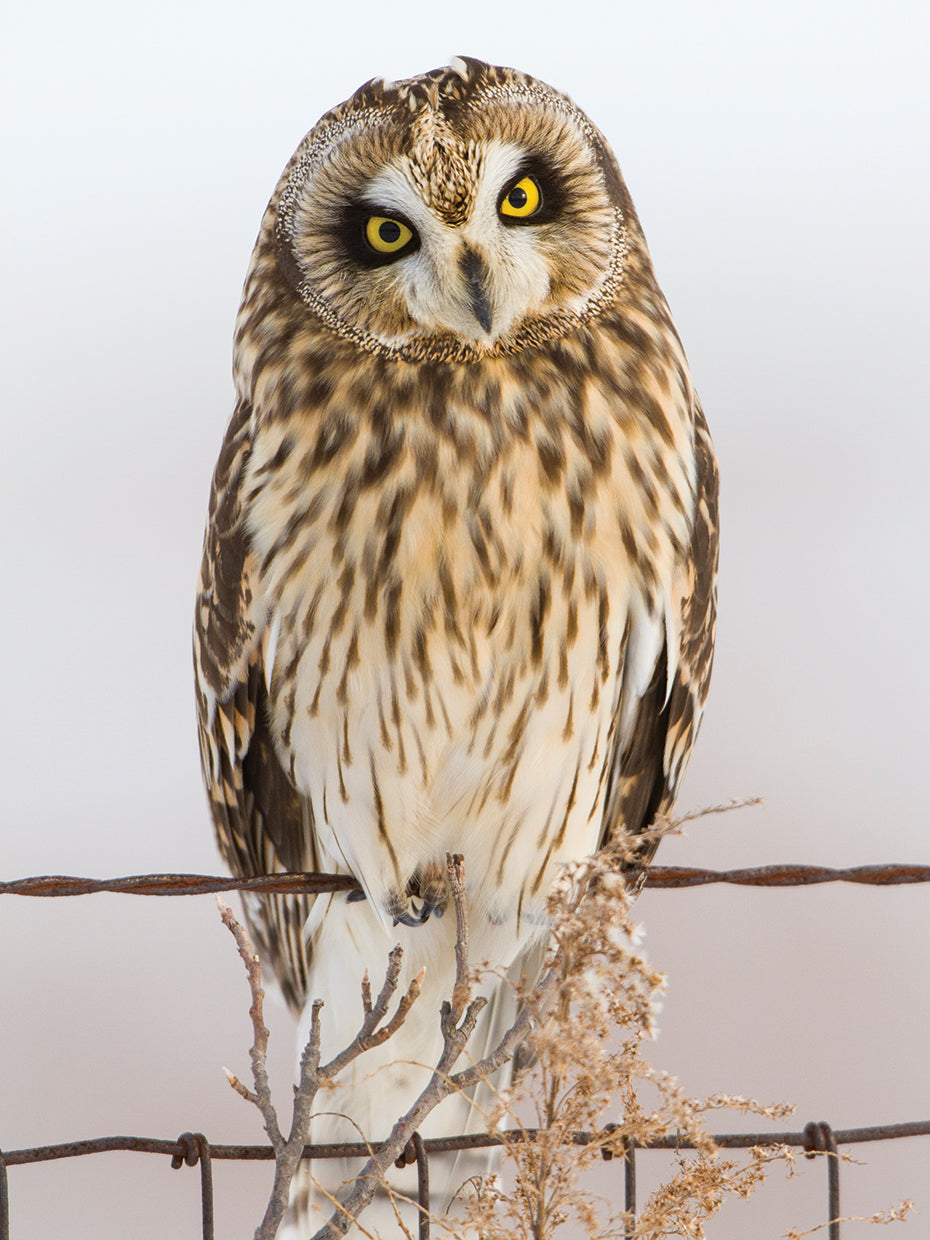 Perching Wise Owl