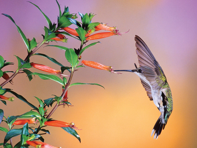 Colibrí rubí radiante Lienzo