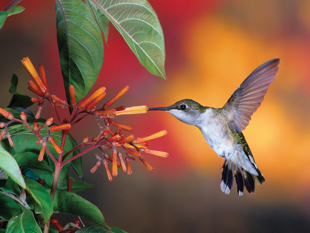 Happy Flowers Hummingbird