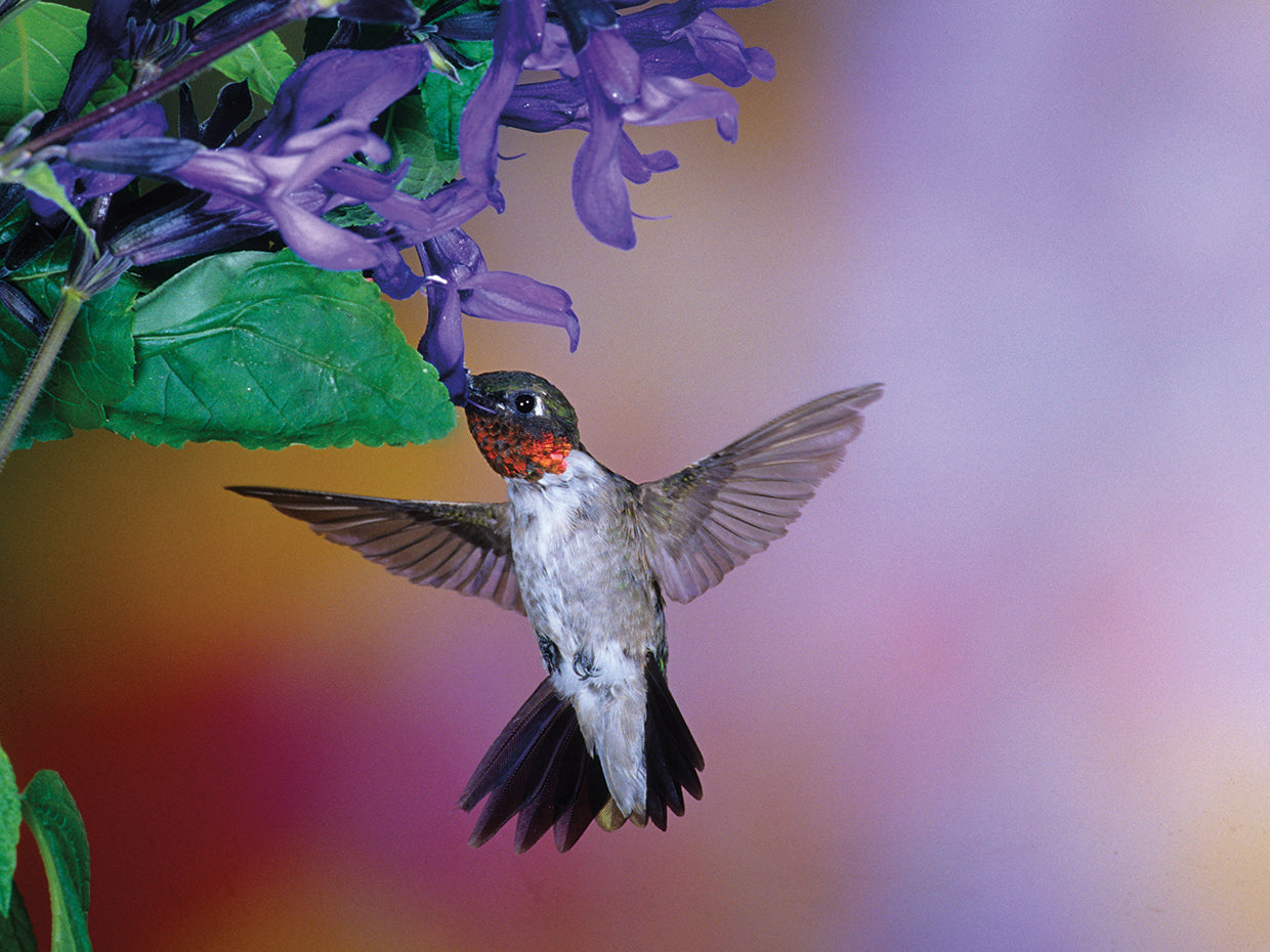 Blossom Buzz Hummingbird