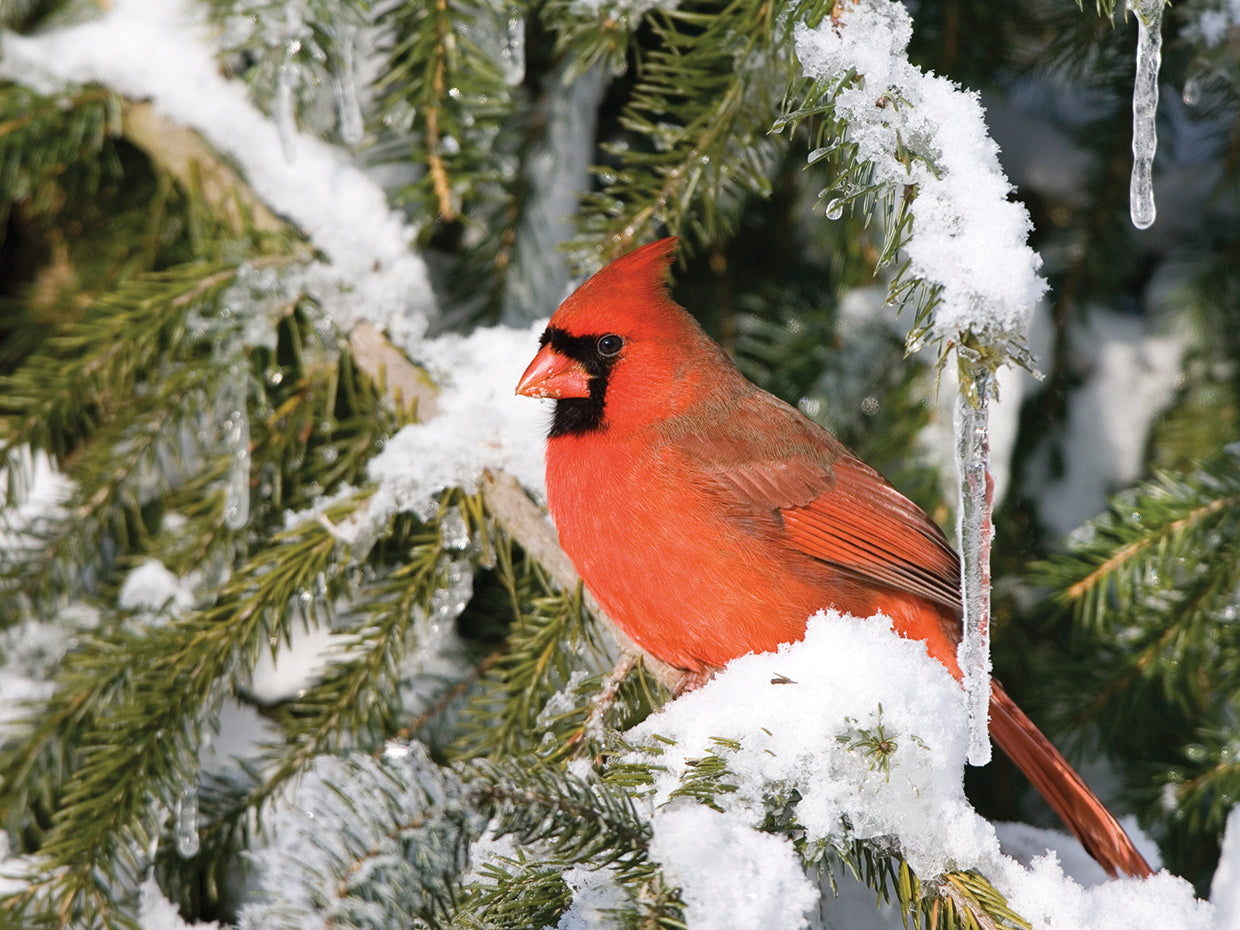 Snowy Evergreen Cardinal