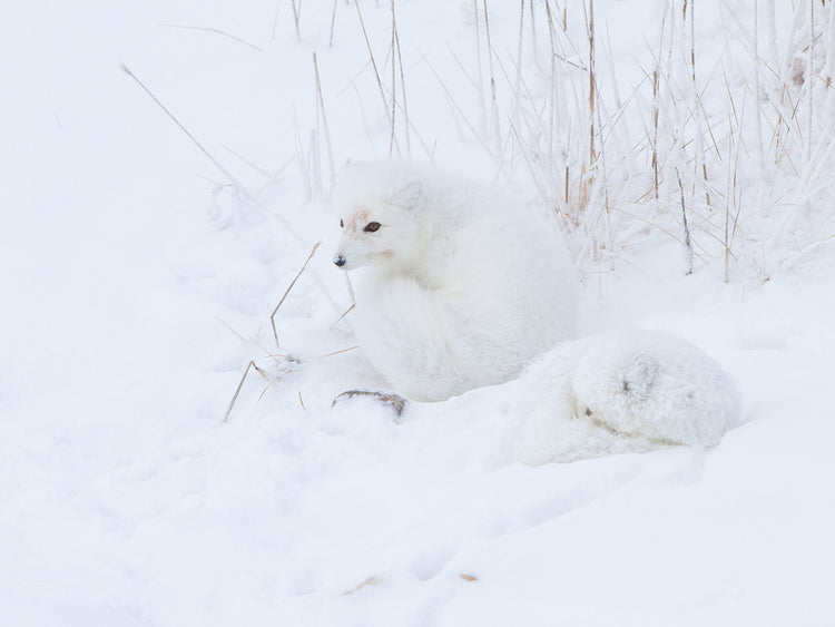 Zorros de nieve canadienses Lienzo