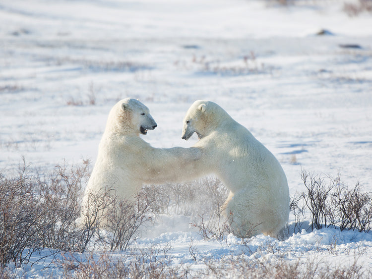 Tiempo de juego del oso polar Lienzo