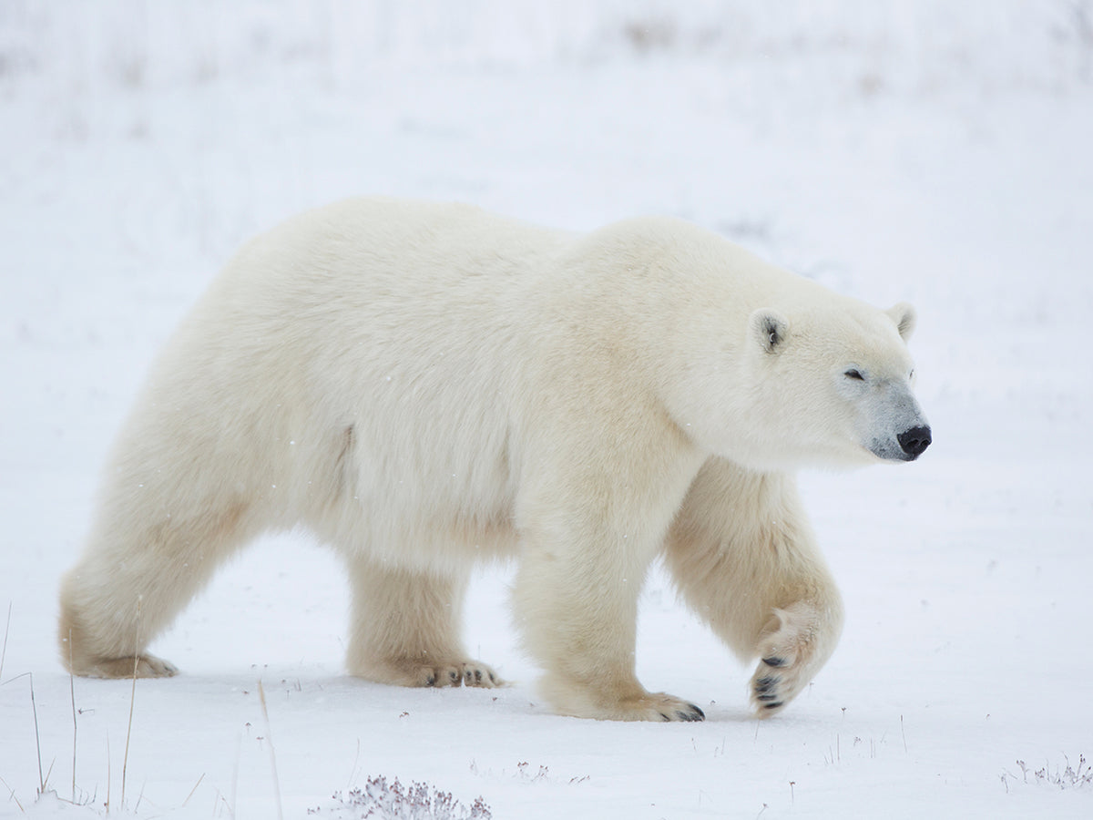 Big Paws Polar Bear
