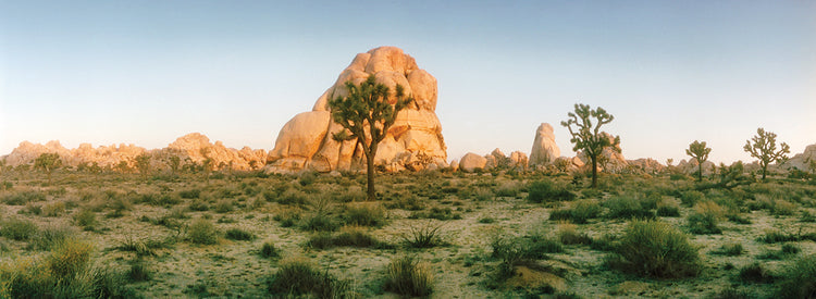 Amanecer de Joshua Tree Lienzo