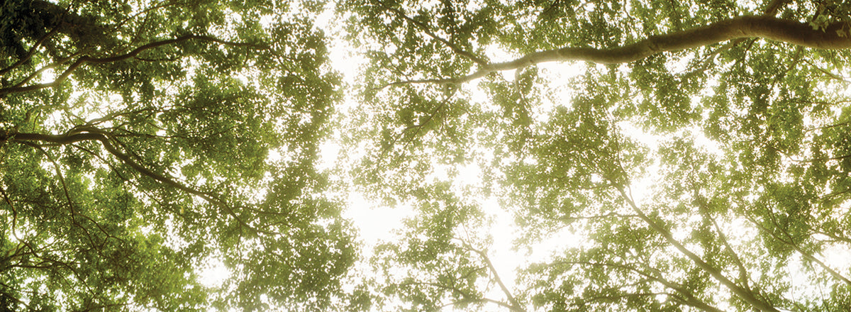 Sunny Tops Forest