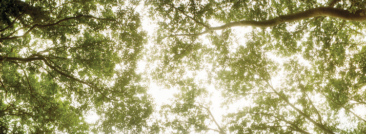 Bosque de Sunny Tops Lienzo