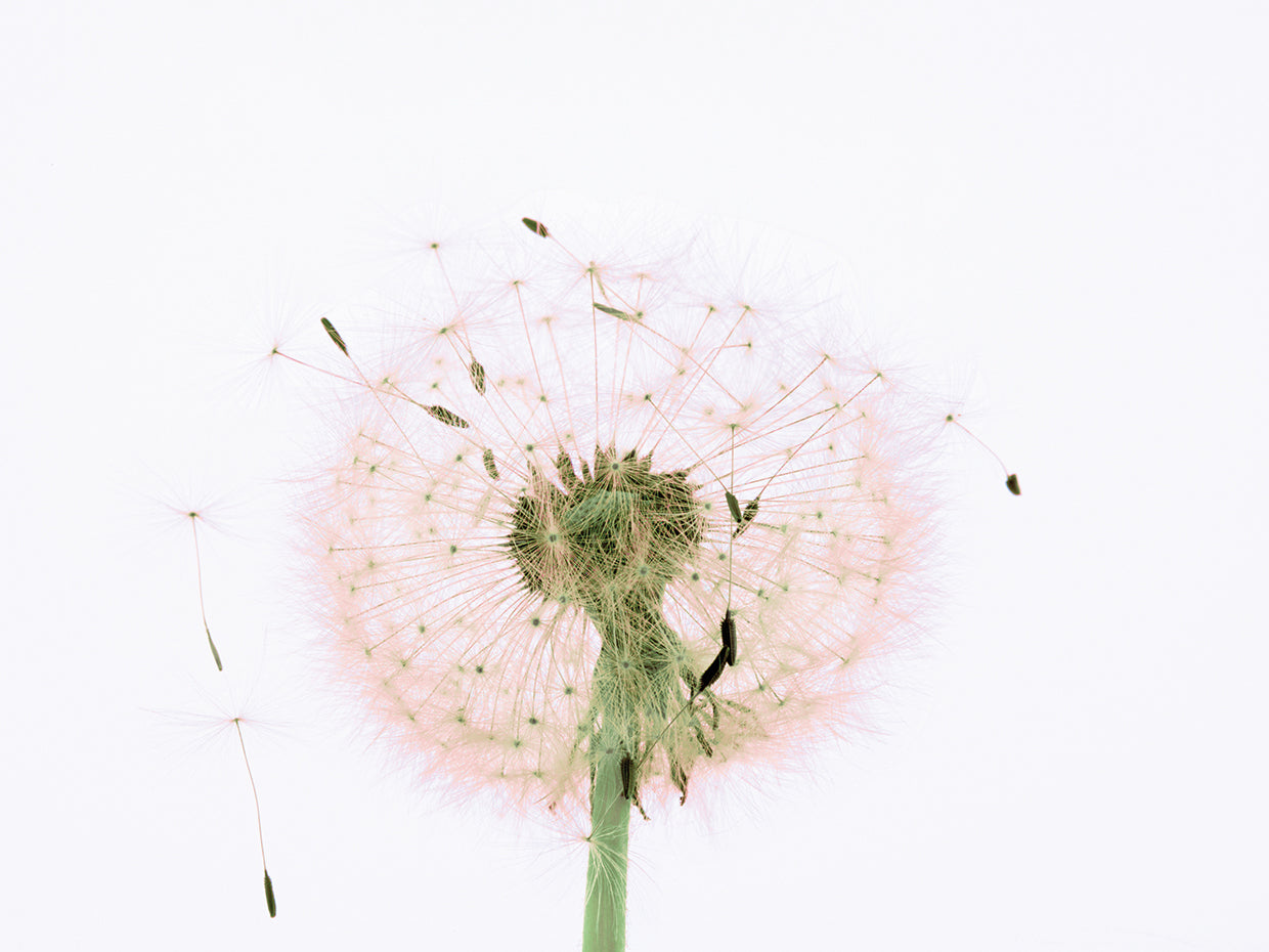 Dandelion Fluff