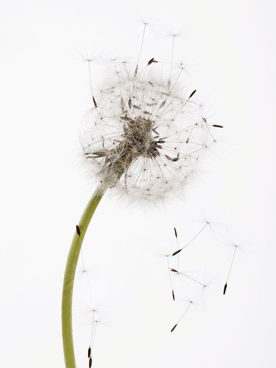 Summer Seeds Dandelion