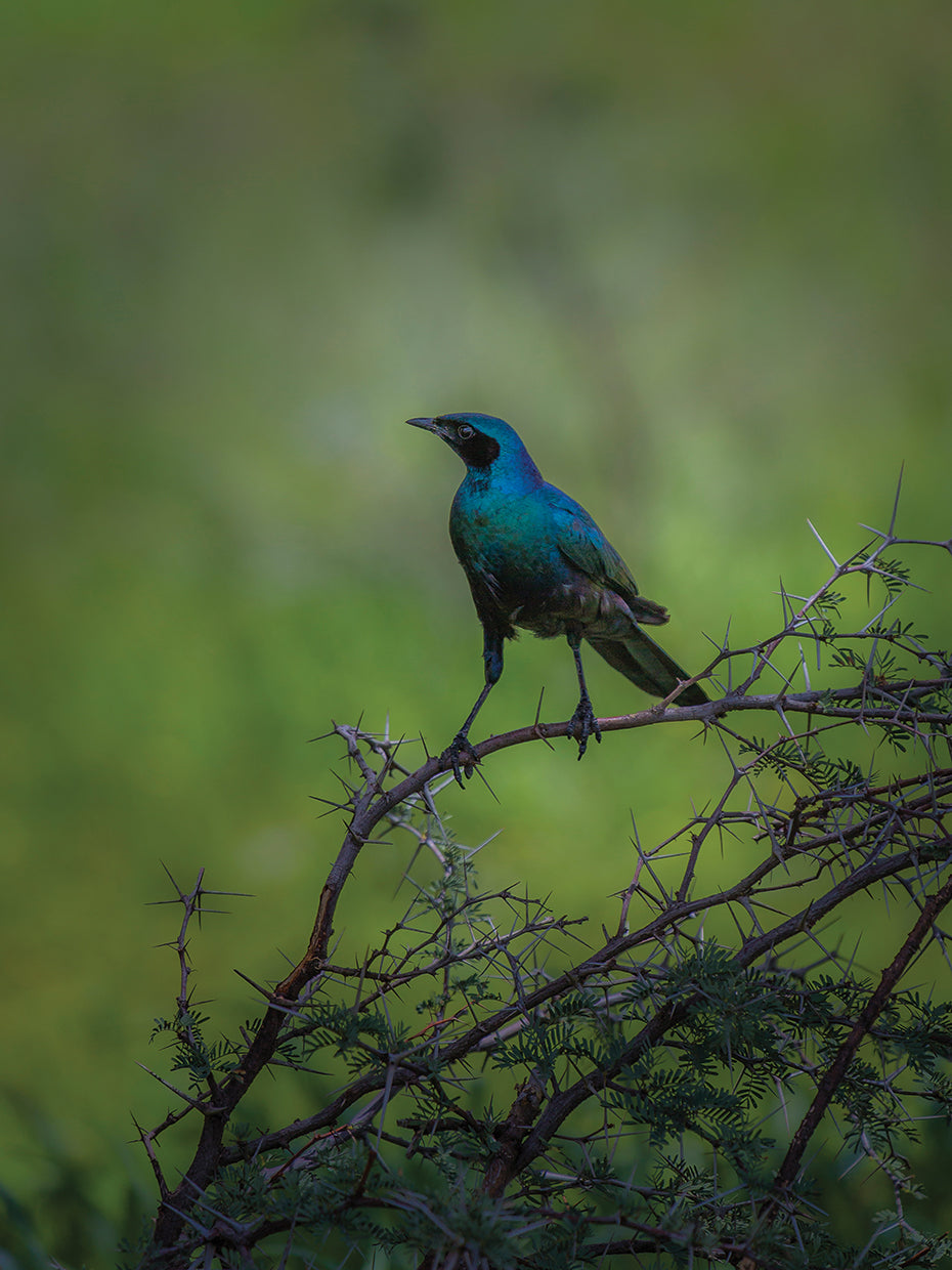 Pájaro estornino africano brillante Lienzo